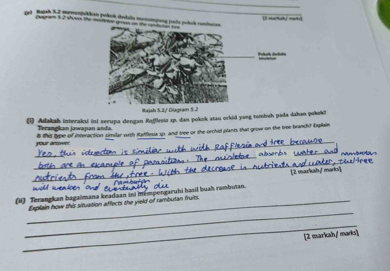 Rajah S.2 menunjukkan pokok dedalu menumpang pada poks 
[2 markah/ marks] 
Dogram 5 2 shows the mixtletoe grow 
Rajah 5.2/ Diagram 5.2 
(1) Adakah interaksi ini serupa dengan Rofflesia sp. dan pokok atau orkid yang tumbuh pada dahan pokok? 
Terangkan jawapan anda. 
_ 
ls this type of interaction similar with Rafflesia sp. and tree or the orchid plants that grow on the tree branch? Explain 
your answer 
_ 
_ 
_ 
[2 markah/ marks] 
(ii) Terangkan bagaimana keadaan ini mempengaruhi hasil buah rambutan. 
_ 
_Explain how this situation affects the yield of rambutan fruits. 
_ 
[2 markah/ marks]