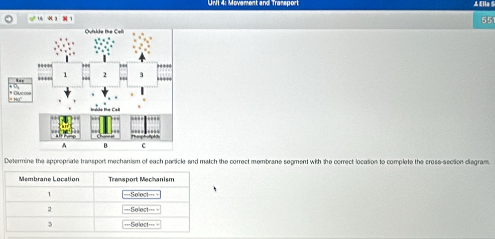 Movement and Transport ▲Ella S
10 × 3
55
Determine the appropriate transport mechanism of each particle and match the correct membrane segment with the correct location to complete the cross-section diagram.
Membrane Location Transport Mechanism
1 ===Select=== √
2 ===Select===
3 ===Select=== ≌