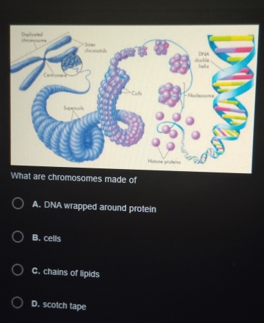 What are chromosomes made of
A. DNA wrapped around protein
B. cells
C. chains of lipids
D. scotch tape