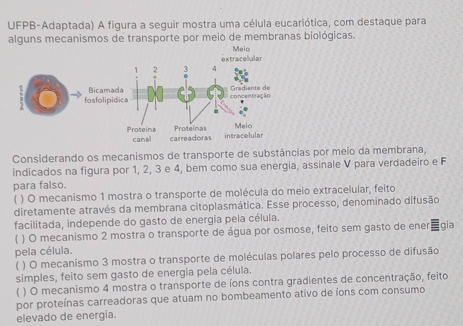 UFPB-Adaptada) A figura a seguir mostra uma célula eucariótica, com destaque para
alguns mecanismos de transporte por meio de membranas biológicas.
Meio
extracelular
Considerando os mecanismos de transporte de substâncias por meio da membrana,
indicados na figura por 1, 2, 3 e 4, bem como sua energia, assinale V para verdadeiro e F
para falso.
( ) O mecanismo 1 mostra o transporte de molécula do meio extracelular, feito
diretamente através da membrana citoplasmática. Esse processo, denominado difusão
facilitada, independe do gasto de energia pela célula.
( ) O mecanismo 2 mostra o transporte de água por osmose, feito sem gasto de ener gia
pela célula.
( ) O mecanismo 3 mostra o transporte de moléculas polares pelo processo de difusão
simples, feito sem gasto de energia pela célula.
( ) O mecanismo 4 mostra o transporte de íons contra gradientes de concentração, feito
por proteínas carreadoras que atuam no bombeamento ativo de íons com consumo
elevado de energia.