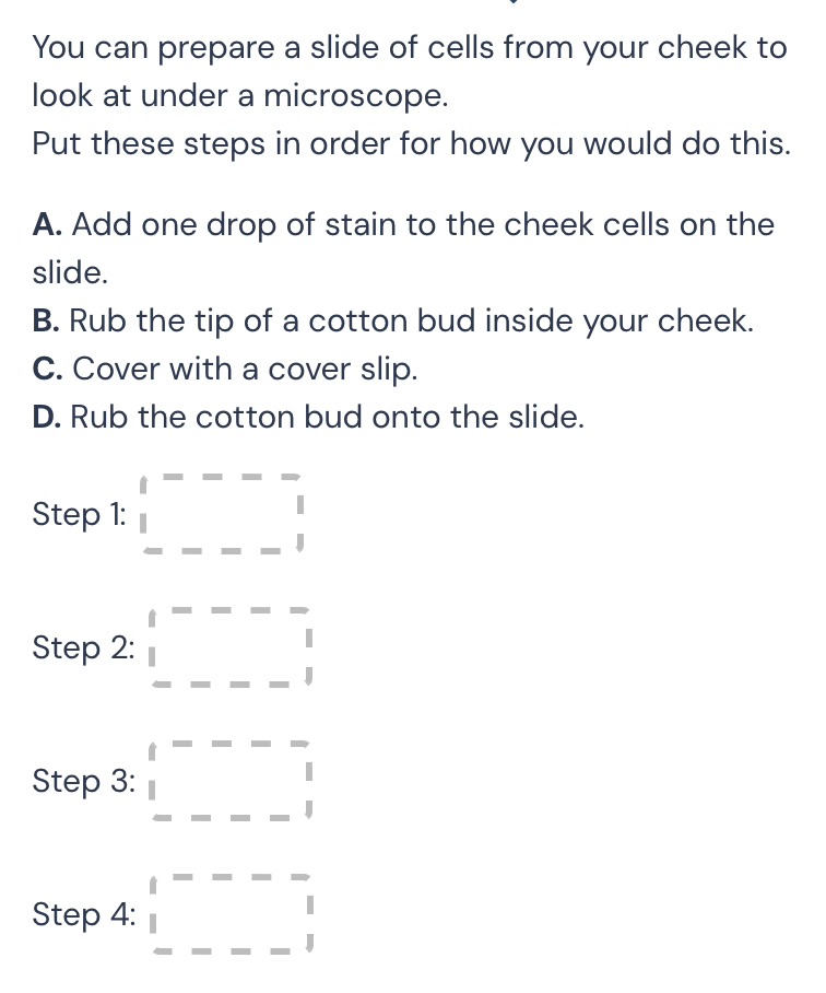 You can prepare a slide of cells from your cheek to
look at under a microscope.
Put these steps in order for how you would do this.
A. Add one drop of stain to the cheek cells on the
slide.
B. Rub the tip of a cotton bud inside your cheek.
C. Cover with a cover slip.
D. Rub the cotton bud onto the slide.
Step 1: beginarrayr |beginarrayr ---- 1 ----endarray beginarrayr 1 1endarray
Step 2: _ |beginarrayr --frac 
Step 3: □ =□ -□
Step 4: □ F=□