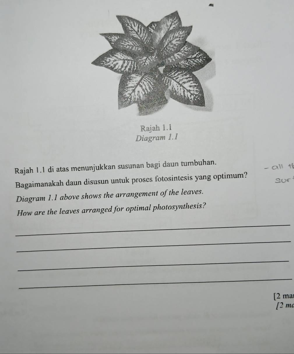 Rajah 1.1 
Diagram 1.1 
Rajah 1.1 di atas menunjukkan susunan bagi daun tumbuhan. 
Bagaimanakah daun disusun untuk proses fotosintesis yang optimum? 
Diagram 1.1 above shows the arrangement of the leaves. 
How are the leaves arranged for optimal photosynthesis? 
_ 
_ 
_ 
_ 
[2 mar 
[2 m