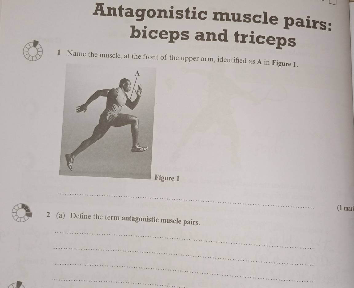 Antagonistic muscle pairs: 
biceps and triceps 
1 Name the muscle, at the front of the upper arm, identified as A in Figure 1. 
igure 1 
(1 marl 
2 (a) Define the term antagonistic muscle pairs. 
_ 
_ 
_ 
_