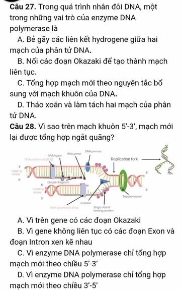 Trong quá trình nhân đôi DNA, một
trong những vai trò của enzyme DNA
polymerase là
A. Bẻ gãy các liên kết hydrogene giữa hai
mạch của phân tử DNA.
B. Nối các đoạn Okazaki để tạo thành mạch
liên tục.
C. Tổng hợp mạch mới theo nguyên tắc bổ
sung với mạch khuôn của DNA.
D. Tháo xoần và làm tách hai mạch của phân
tử DNA.
Câu 28. Vì sao trên mạch khuôn 5'-3' mạch mới
lại được tổng hợp ngắt quãng?
A. Vì trên gene có các đoạn Okazaki
B. Vì gene không liên tục có các đoạn Exon và
đoạn Intron xen kẽ nhau
C. Vì enzyme DNA polymerase chỉ tổng hợp
mạch mới theo chiều 5'-3'
D. Vì enzyme DNA polymerase chỉ tổng hợp
mạch mới theo chiều 3'-5'