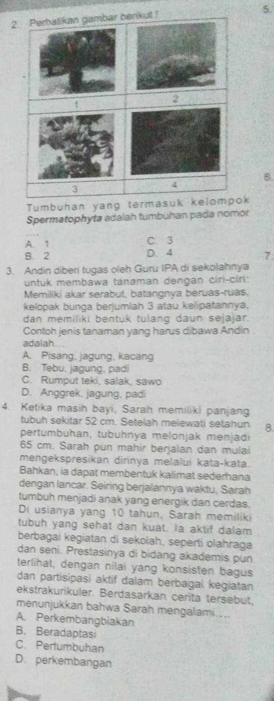 Perhatikan gambar berikut !
2
B.
3
4
Tumbuhan yang termasuk kelompok
Spermatophyta adalah tumbuhan pada nomor
A. 1 C. 3
B. 2 D. 4
7
3. Andin diberi tugas oleh Guru IPA di sekolahnya
untuk membawa tanaman dengan ciri-ciri:
Memiliki akar serabut, batangnya beruas-ruas,
kelopak bunga berjumlah 3 atau kelipatannya,
dan memiliki bentuk tulang daun sejajar.
Contoh jenis tanaman yang harus dibawa Andin
adalah....
A. Pisang, jagung, kacang
B. Tebu, jagung, padi
C. Rumput teki, salak, sawo
D. Anggrek, jagung, padi
4. Ketika masih bayi, Sarah memiliki panjang
tubuh sekitar 52 cm. Setelah melewati setahun 8
pertumbuhan, tubuhnya melonjak menjadi
65 cm. Sarah pun mahir berjalan dan mulai
mengekspresikan dirinya melalui kata-kata.
Bahkan, ia dapat membentuk kalimat sederhana
dengan lancar. Seiring berjalannya waktu, Sarah
tumbuh menjadi anak yang energik dan cerdas.
Di usianya yang 10 tahun, Sarah memiliki
tubuh yang sehat dan kuat. Ia aktif dalam
berbagai kegiatan di sekolah, seperti olahraga
dan seni. Prestasinya di bidang akademis pun
terlihat, dengan nilai yang konsisten bagus
dan partisipasi aktif dalam berbagai kegiatan
ekstrakurikuler. Berdasarkan cerita tersébut,
menunjukkan bahwa Sarah mengalami....
A. Perkembangbiakan
B. Beradaptasi
C. Pertumbuhan
D. perkembangan