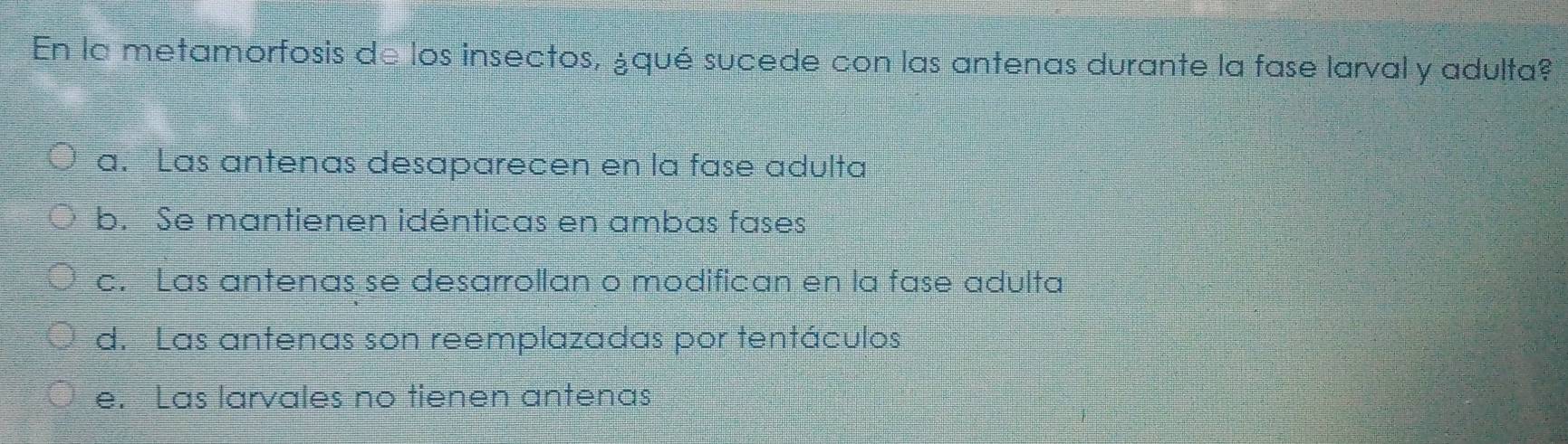 En la metamorfosis de los insectos, ¿qué sucede con las antenas durante la fase larval y adulta?
a. Las antenas desaparecen en la fase adulta
b. Se mantienen idénticas en ambas fases
c. Las antenas se desarrollan o modifican en la fase adulta
d. Las antenas son reemplazadas por tentáculos
e. Las larvales no tienen antenas