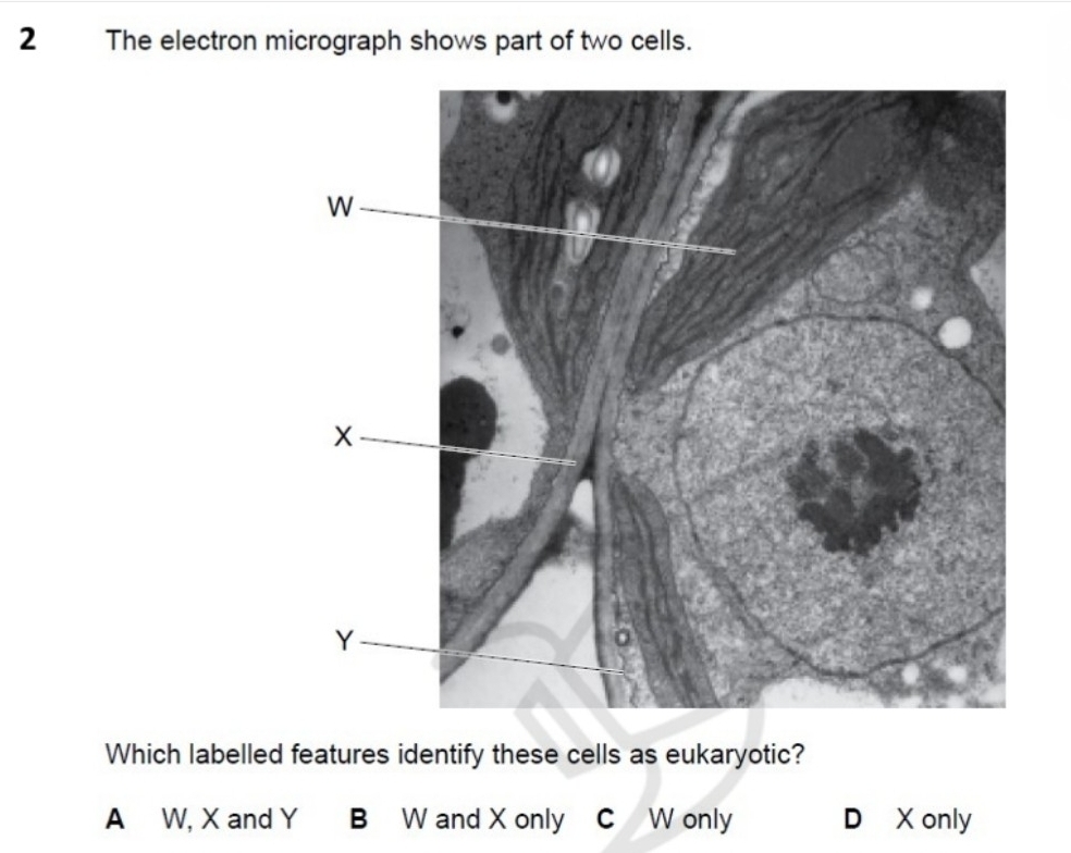 Solved: 2The electron micrograph shows part of two cells. Which ...