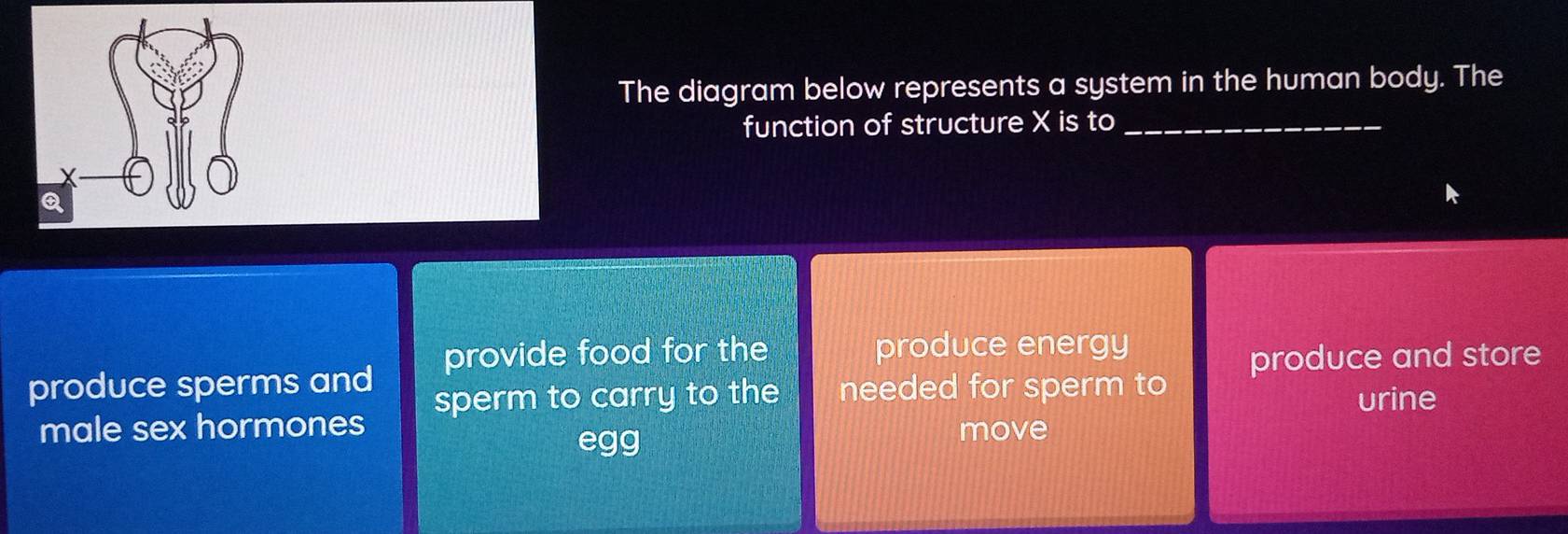 The diagram below represents a system in the human body. The
function of structure X is to_
provide food for the produce energy
produce sperms and produce and store
male sex hormones sperm to carry to the needed for sperm to
urine
egg
move