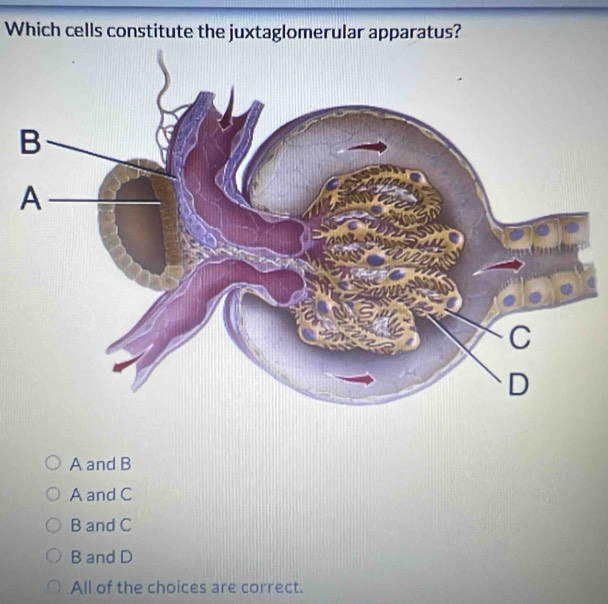 Which cells constitute the juxtaglomerular apparatus?
A and B
A and C
B and C
B and D
All of the choices are correct.