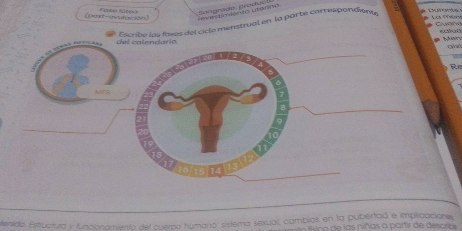 Sangrado: pro d u c l 
Fase lútea Durante 
revestimiento uterino. 
(post-ovulación) La men 
Escribe las fases del ciclo menstrual en la parte correspondiente 
Cuand 
salud 
Men 
aisl 
Re 
stersido. Estructura y funcionamiento del cuerpo humano: sistema sexual; cambios en la pubertad e implicaciones 
no físico de las niñas a partir de describe