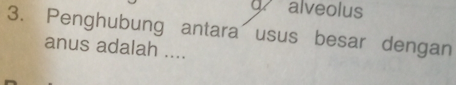 alveolus 
3. Penghubung antara usus besar dengan 
anus adalah ....