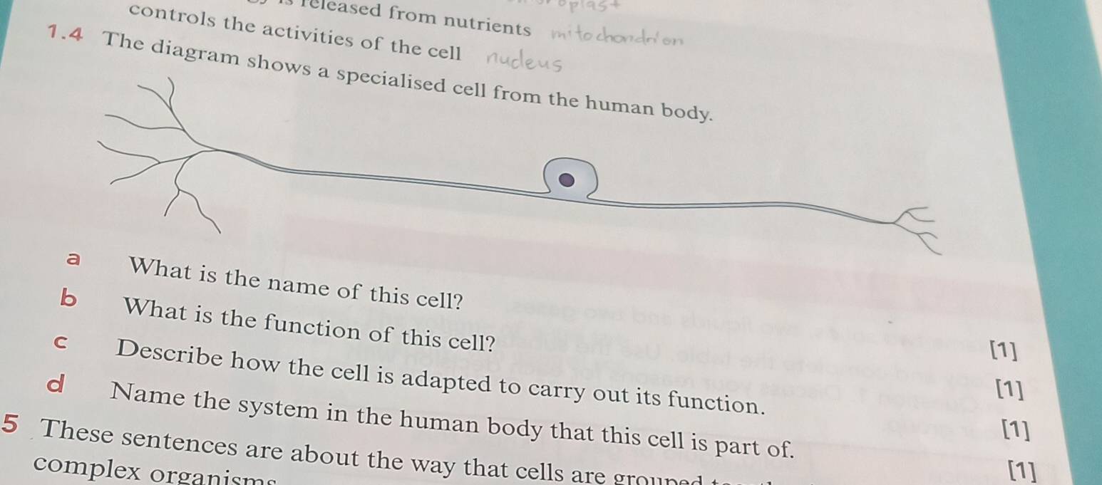 released from nutrients 
controls the activities of the cell 
1.4 The diagram show 
a What is the name of this cell? 
b What is the function of this cell? 
[1] 
c Describe how the cell is adapted to carry out its function. 
[1] 
d Name the system in the human body that this cell is part of. 
[1] 
5 These sentences are about the way that cells are grouned 
complex organisms 
[1]