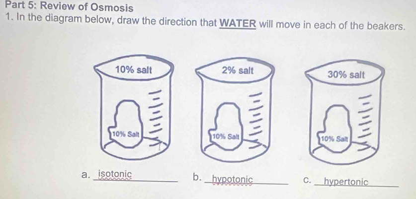 Review of Osmosis 
1. In the diagram below, draw the direction that WATER will move in each of the beakers. 

a. isotonic _b. hypotonic _c. hypertonic