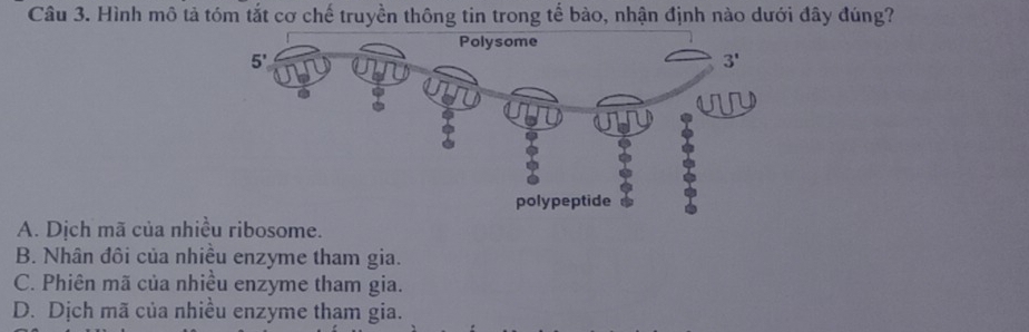 Hình mô tả tóm tắt cơ chế truyền thông tin trong tế bào, nhận định nào dưới đây đúng?
A. Dịch mã của nhiều ribosome.
B. Nhân đôi của nhiều enzyme tham gia.
C. Phiên mã của nhiều enzyme tham gia.
D. Dịch mã của nhiều enzyme tham gia.