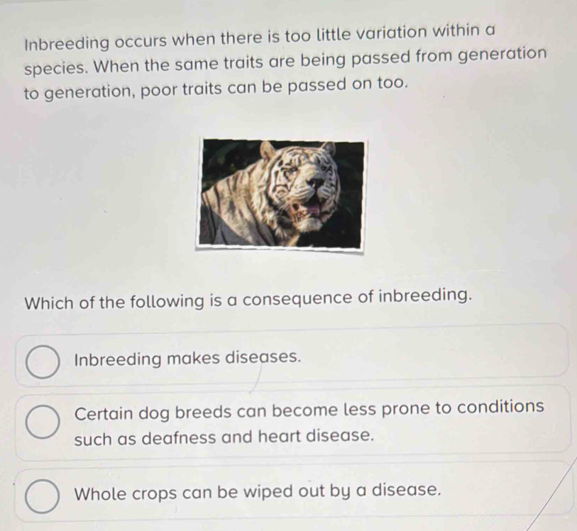 Inbreeding occurs when there is too little variation within a
species. When the same traits are being passed from generation
to generation, poor traits can be passed on too.
Which of the following is a consequence of inbreeding.
Inbreeding makes diseases.
Certain dog breeds can become less prone to conditions
such as deafness and heart disease.
Whole crops can be wiped out by a disease.