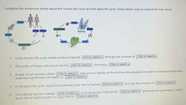 Solved: Complete the sentences below about the human life cycle and the ...