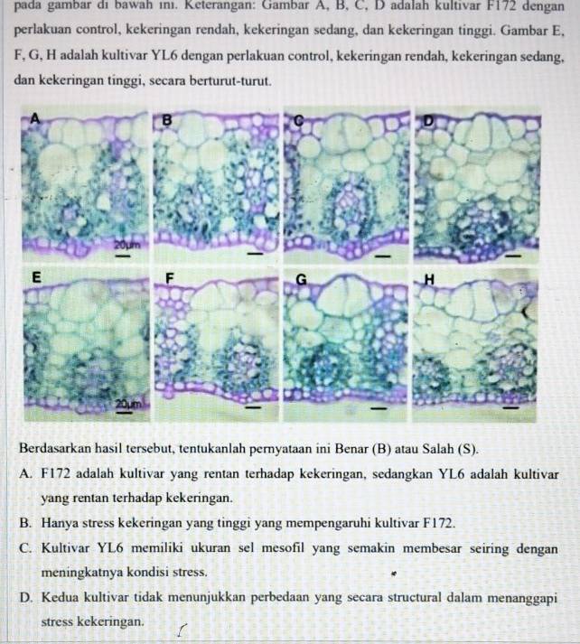 pada gambar di bawah ını. Keterangan: Gambar A, B, C, D adalah kultivar F172 dengan
perlakuan control, kekeringan rendah, kekeringan sedang, dan kekeringan tinggi. Gambar E,
F, G, H adalah kultivar YL6 dengan perlakuan control, kekeringan rendah, kekeringan sedang,
dan kekeringan tinggi, secara berturut-turut.
Berdasarkan hasil tersebut, tentukanlah pernyataan ini Benar (B) atau Salah (S).
A. F172 adalah kultivar yang rentan terhadap kekeringan, sedangkan YL6 adalah kultivar
yang rentan terhadap kekeringan.
B. Hanya stress kekeringan yang tinggi yang mempengaruhi kultivar F172.
C. Kultivar YL6 memiliki ukuran sel mesofil yang semakin membesar seiring dengan
meningkatnya kondisi stress.
D. Kedua kultivar tidak menunjukkan perbedaan yang secara structural dalam menanggapi
stress kekeringan.