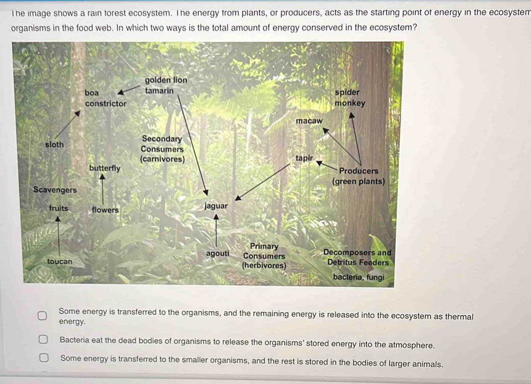 The image shows a rain forest ecosystem. The energy from plants, or producers, acts as the starting point of energy in the ecosysten
organisms in the food web. In which two ways is the total amount of energy conserved in the ecosystem?
golden lion
boa tamarin spider
constrictor monkey
Secondary
sloth Consumers
(carnivores) 
butterfly 
(green plants)
Scavengers
fruits flowers jaguar
Primary
agouti Consumers Decomposers and
toucan (herbivores) Detritus Feeders
bacteria, fungi
Some energy is transferred to the organisms, and the remaining energy is released into the ecosystem as thermal
energy.
Bacteria eat the dead bodies of organisms to release the organisms’ stored energy into the atmosphere.
Some energy is transferred to the smaller organisms, and the rest is stored in the bodies of larger animals.