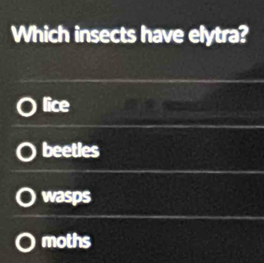 Which insects have elytra?
lice
beetles
wasps
moths