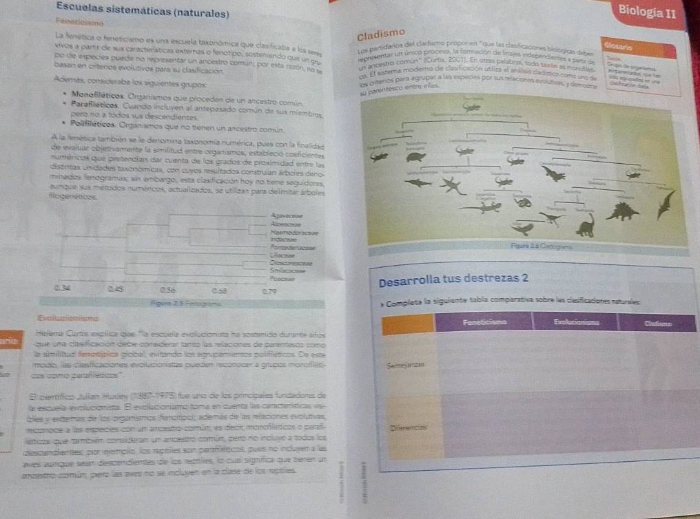 Escuelas sistemáticas (naturales)
Biología II
Fanaticismo
Cladismo
La fenética o feneticismo es una escuela taxonómica que clasificaba e los sem Los partidarios del cladismo proponen "que las clasificaciones biológicas deber
Glosario
vivos a partir de sux características externas o fenotipo, sosteniendo que un gru representar utt único proceso, la formación de finajes independientes a partr de
po de especies puede no representar un ancestro común; por esta razón, no se u ancestres comun'' (Curtis, 2001). En otras palabras, todo taxén es monollés egeaos, qoi fn
Grupó de sepaionas
basan en críterios evolutivos para su clasificación ca. El estema modero de clasificación utiliza el ahálisa cadísico como une de são sonpiados en une ddta i e be 
Además, consideraba los siguientes grupos: los critérios para agrupar a las especies por sus relaciones evolutivas, y demodn
su parentesco entre ellas.
Monofiléticos. Organismos que proceden de un ancestro común,
Parafiléticos. Cuando incluyen al antepasado común de sus miembros,
pero no a tódos sus descendientes.
Polifiléticos. Organismos que no tienen un ancestro común
A la femérica también se le denomina taxonomía numérica, pues con la finalidad
de evaluar objetivamente la similitud entre organismos, estableció coeficientes
numéricos que pretendían dar cuenta de los grados de proximidad entre las
distntas unidades taxonómicas, con cuvos resultados construían árboles deno
minados lenogramas; sin embargo, esta clasificación hoy no tiene seguidores,
aunque sua métodos numéricos, actualizados, se utilizan para delímitar árboles
fogenéticos
Desarrolla tus destrezas 2
Fgura 2 5 Ferogana * Completa la siguiente tabla comparativa sobre las clasficaciones naturales
Excitualonismc Explucionions Clediama
Feneticismo
Heferra Curtís expífica gae "la escuela evoludionista na sostenido durante afos
que una clasifficación debe considierar tanta las relaciónes de pareresco como
la similitua feracípica oícical, exitando los aprupamentos polifléticos. De este
modo, las dasficaciones evolucionistas pueden reconocer a grupos monchles Seimejanzas
cos como parafléticos"
El científico Julían Hudes (1987-1975) fue uno de los principales fundadores de
la escuela exolucionista. El evolucionismo tama en cuerta las caracteríticas vsi
bles y exterras de los orgamismos fencítica); además de las relaciones evolutvas.
rconoce a las espiecies con um ancestro común, es decr monofféticos o caal Dffrrencias
elticos que também consideram un ancestro comúm, pero no incluve a todos los
descendlemtes por elemplo, los repitles son paraniéticos, pues no incluien a las
aves aurque seam descendentes de los rectiles, lo cual signífica que temen un
ancestro comúm, pero las aves no se induyen en la case de los reptles (