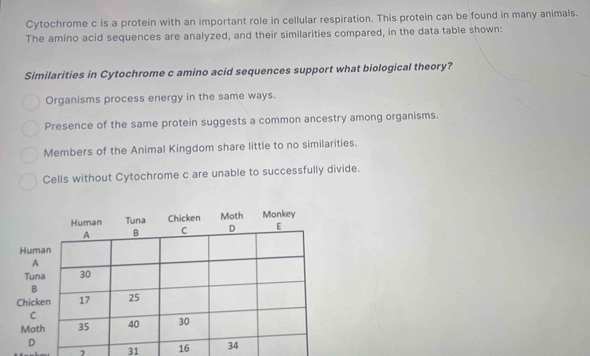 Cytochrome c is a protein with an important role in cellular respiration. This protein can be found in many animals.
The amino acid sequences are analyzed, and their similarities compared, in the data table shown:
Similarities in Cytochrome c amino acid sequences support what biological theory?
Organisms process energy in the same ways.
Presence of the same protein suggests a common ancestry among organisms.
Members of the Animal Kingdom share little to no similarities.
Cells without Cytochrome c are unable to successfully divide.
Hum
A
Tun
B
Chick
C
Mot
D
31 16