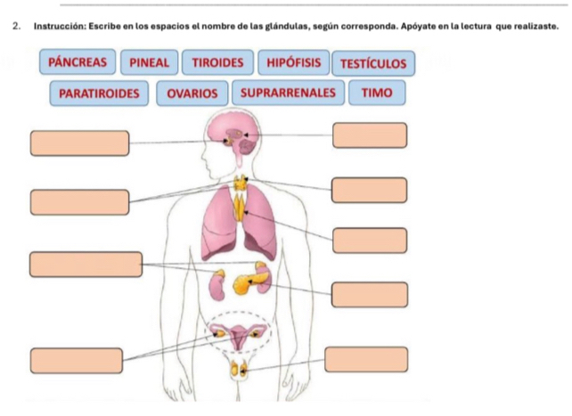 Instrucción: Escribe en los espacios el nombre de las glándulas, según corresponda. Apóyate en la lectura que realizaste. 
PÁNCREAS PINEAL TIROIDES hipófisis testículos 
PARATIROIDES OVARIOS SUPRARRENALES TIMO