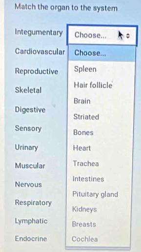 Match the organ to the system