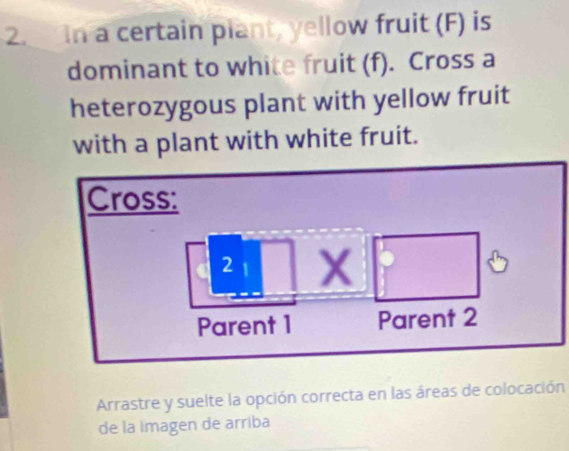 in a certain plant, yellow fruit (F) is 
dominant to white fruit (f). Cross a 
heterozygous plant with yellow fruit 
with a plant with white fruit. 
Arrastre y suelte la opción correcta en las áreas de colocación 
de la imagen de arriba