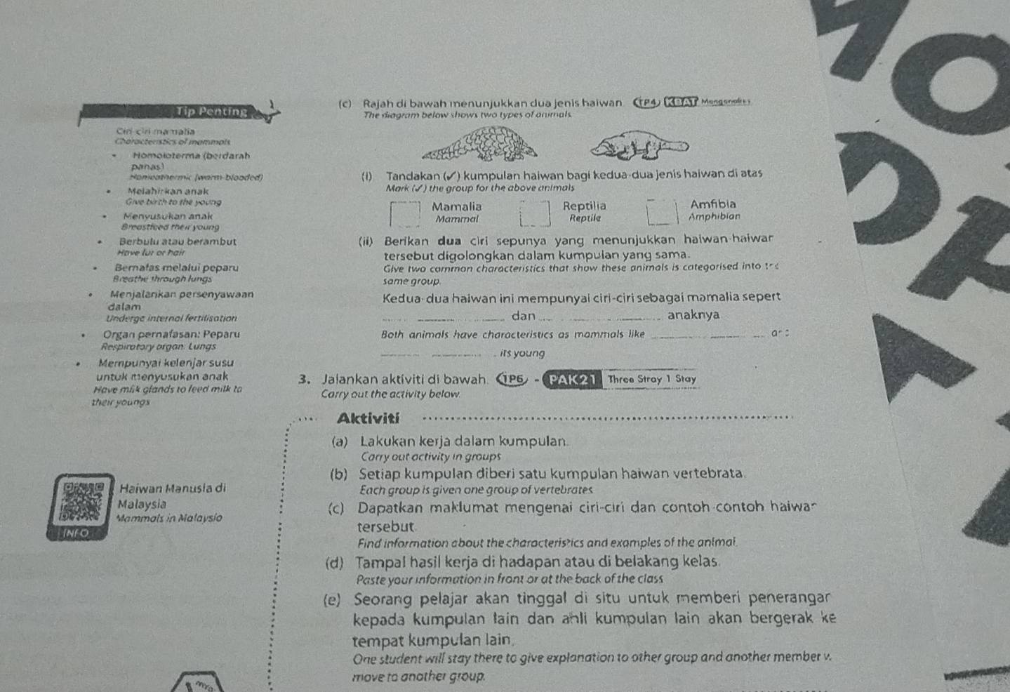 Tip Penting  (C)  Rajah di bawah menunjukkan dua jenis haiwan  P4 KaAT Maasnek 
The diagram below shows two types of animals.
Cirl ciri maalia
Characterstics of mammals
Homoloterma (berdarah
panas
Honeathermic (warm-blooded) () Tandakan (✔) kumpulan haiwan bagi kedua-dua jenis haiwan di atas
Melahirkan anak Mark (✓) the group for the above animals
Give birth to the young Mamalia Amfibia
Reptilia
Menyusukan anak Mammal Reptile Amphibian
Breastfced their young
Berbulu atau berambut (ii) Berikan dua ciri sepunya yang menunjukkan haiwan-haiwan
Have lur or hair tersebut digolongkan dalam kumpulan yang sama.
Bernafas melalui peparu Give two common characteristics that show these animals is categorised into the
Breathe through lungs same group.
Menjalankan persenyawaan
dalam  Kedua-dua haiwan ini mempunyai ciri-ciri sebagai məmalia sepert
dan
Underga internal fertilisation ___anaknya
*  Organ pernafasan: Peparu Both animals have characteristics as mammals like _ar s
Respiratory organ: Lungs _its young
Mempunyai kelenjar susu
untuk menyusukan anak 3. Jalankan aktiviti di bawah  1P6  - PA21 Three Stray 1 Stay
Have mik glands to feed milk to Carry out the activity below.
their youngs
Aktiviti
_
(a) Lakukan kerja dalam kumpulan
Carry out activity in groups
(b) Setiap kumpulan diberi satu kumpulan haiwan vertebrata.
Haiwan Manusia di Each group is given one group of vertebrates
Malaysia (c) Dapatkan maklumat mengenai ciri-ciri dan contoh-contoh haiwa
Mammals in Malaysio
Info tersebut
Find information about the characteristics and examples of the animal.
(d) Tampal hasil kerja di hadapan atau di belakang kelas
Paste your information in front or at the back of the class
(e) Seorang pelajar akan tinggal di situ untuk memberi penerangar
kepada kumpulan tain dan anli kumpulan lain akan bergerak ke 
tempat kumpulan lain.
One student will stay there to give explanation to other group and another member v.
move to another group.