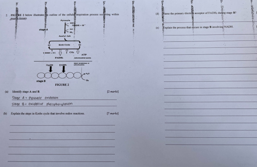 3 
2. . FIGURE 2 below illustrates an outline of the cellul respiration proces occuring with (d) Name the primary electron acceptor of FADH₂ during stage B? 
muscle tissues.
k DH + B ° 
stage A (e) Explain the process that occurs in stage B involving NADH 
_ 
∞, 
Acetvl Ca 
_ 
_ 
4C Kreb Cycle 6C
I (NBH 
ATP 
_ 
_ 
FADH: 
_ 
FADH 
_ 
stage B 
Oy 
_ 
_ 
FIGURE 2 
_ 
(a) Identify stage A and B. [2 marks] 
_ 
_ 
_ 
_ 
Slaar A Pyruvate oxidation 
_ 
Stag( B= 0xidalive phosphorylaton_ 
_ 
_ 
(b) Explain the steps in Krebs cycle that involve redox reactions. [7 marks] 
_ 
_ 
_ 
_ 
_ 
_ 
_ 
_ 
_ 
_