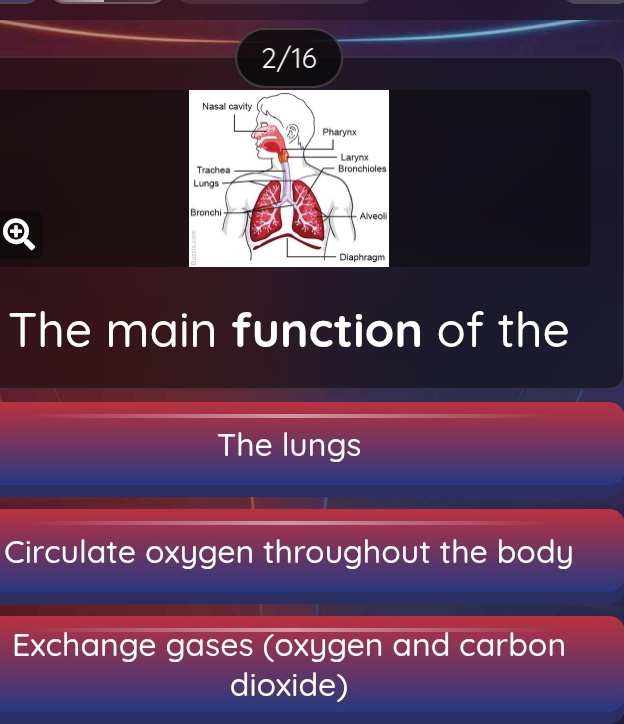 2/16 
. 
The main function of the 
The lungs 
Circulate oxygen throughout the body 
Exchange gases (oxygen and carbon 
dioxide)