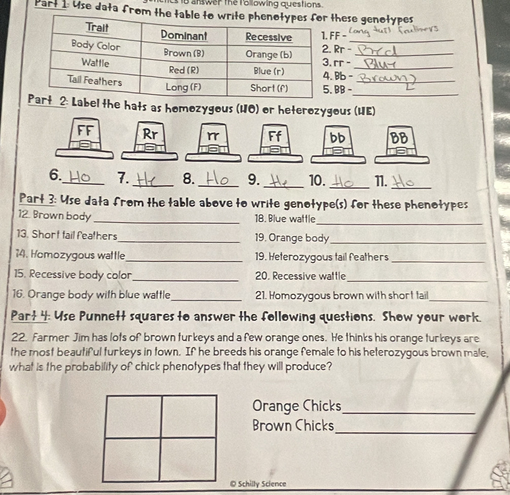 answer the lollowing questions. 
Part 1: Use data from the tthese genotypes 
F -_ 
Rr -_ 
rr - 
Bb -_ 
BB -__ 
Label the hats as homozygous (HO) or heterozygous (HE) 
FF Rr rrbb BB 
6. 
_7._ 8. _9._ 10. _11._ 
Part 3: Use data from the table above to write genotype(s) for these phenotypes 
12. Brown body_ 18. Blue wattle_ 
13. Short tail feathers _19. Orange body_ 
14. Homozygous wattle_ 19. Heterozygous tail feathers_ 
15. Recessive body color_ 20. Recessive wattle_ 
16. Orange body with blue wattle_ 21. Homozygous brown with short tail_ 
Part 4: Use Punnett squares to answer the following questions. Show your work. 
22. Farmer Jim has lots of brown turkeys and a few orange ones. He thinks his orange turkeys are 
the most beautiful turkeys in town. If he breeds his orange female to his heterozygous brown male, 
what is the probability of chick phenotypes that they will produce? 
Orange Chicks_ 
Brown Chicks_ 
© Schilly Science