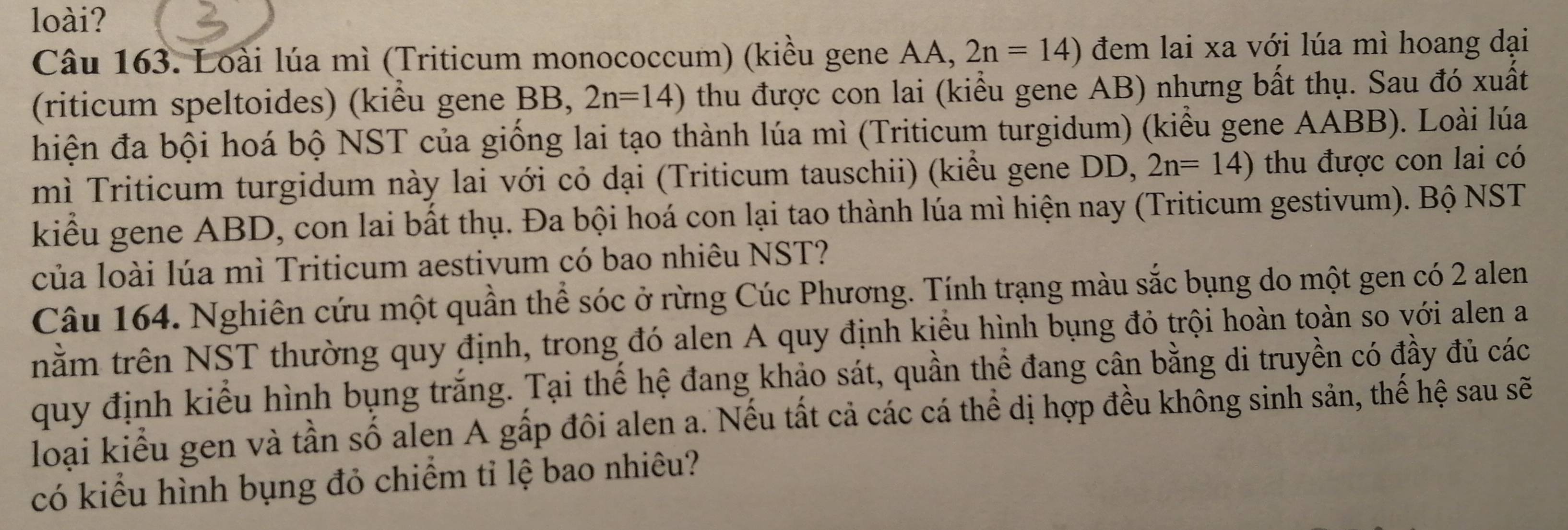 loài? 
Câu 163. Loài lúa mì (Triticum monococcum) (kiều gene AA, 2n=14) đem lai xa với lúa mì hoang đại 
(riticum speltoides) (kiểu gene BB, 2n=14) thu được con lai (kiểu gene AB) nhưng bất thụ. Sau đó xuất 
hiện đa bội hoá bộ NST của giống lai tạo thành lúa mì (Triticum turgidum) (kiểu gene AABB). Loài lúa 
mì Triticum turgidum này lai với cỏ dại (Triticum tauschii) (kiểu gene DD, 2n=14) thu được con lai có 
kiểu gene ABD, con lai bất thụ. Đa bội hoá con lại tao thành lúa mì hiện nay (Triticum gestivum). Bộ NST 
của loài lúa mì Triticum aestivum có bao nhiêu NST? 
Câu 164. Nghiên cứu một quần thể sóc ở rừng Cúc Phương. Tính trạng màu sắc bụng do một gen có 2 alen 
tnằm trên NST thường quy định, trong đó alen A quy định kiểu hình bụng đỏ trội hoàn toàn so với alen a 
quy định kiểu hình bụng trắng. Tại thể hệ đang khảo sát, quần thể đang cân bằng di truyền có đầy đủ các 
loại kiểu gen và tần số alen A gấp đôi alen a. Nếu tất cả các cá thể dị hợp đều không sinh sản, thế hệ sau sẽ 
có kiểu hình bụng đỏ chiếm tỉ lệ bao nhiêu?