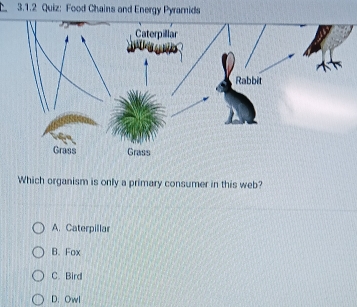 Food Chains and Energy Pyramids
Caterpillar
Rabbèt
Grass Grass
Which organism is only a primary consumer in this web?
A. Caterpillar
B. Fox
C. Bird
D. Owl