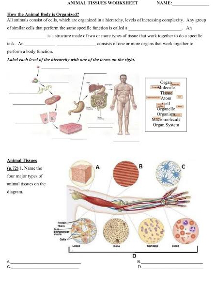 ANIMAL TISSUES WORKSHEET NAME: 
_ 
How the Animal Body is Organized? 
All animals consist of cells, which are organized in a hierarchy, levels of increasing complexity. Any group 
_ 
of similar cells that perform the same specific function is called a . An 
_is a structure made of two or more types of tissue that work together to do a specific 
task. An_ consists of one or more organs that work together to 
perform a body function. 
Label each level of the hierarchy with one of the terms on the right. 
Organ 
Molecule 
_ 
Tissue 
Atom 
_ 
Cell 
Organelle 
Organism 
_ 
Mieromolecule 
Organ System 
_ 
_ 
Animal Tissues 
(p,72) 1. Name the 
four major types of 
animal tissues on the 
diagram. 
A._ 
B._ 
C._ 
D._