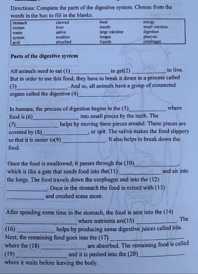 Directions: Complete the parts of the digestive system. Choose from the 
words in the box to fill in the blanks. 
Parts of the digestive system 
All animals need to eat (1)_ to get(2) _to live. 
But in order to use this food, they have to break it down in a process called 
(3)_ . And so, all animals have a group of connected 
organs called the digestive (4)_ . 
In humans, the process of digestion begins in the (5)_ where 
food is (6)_ into small pieces by the teeth. The 
(7)_ helps by moving these pieces around. These pieces are 
covered by (8)_ , or spit. The saliva makes the food slippery 
_ 
so that it is easier to(9 . It also helps to break down the 
food. 
Once the food is swallowed, it passes through the (10)_ 
, 
which is like a gate that sends food into the(11) _and air into 
the lungs. The food travels down the esophagus and into the (12) 
_ 
. Once in the stomach the food is mixed with (13) 
_and crushed some more. 
After spending some time in the stomach, the food is sent into the (14) 
_where nutrients are(15) _. The 
(16) _helps by producing some digestive juices called bile. 
Next, the remaining food goes into the (17)_ 
where the (18) _are absorbed. The remaining food is called 
(19)_ and it is pushed into the (20)_ 
where it waits before leaving the body.