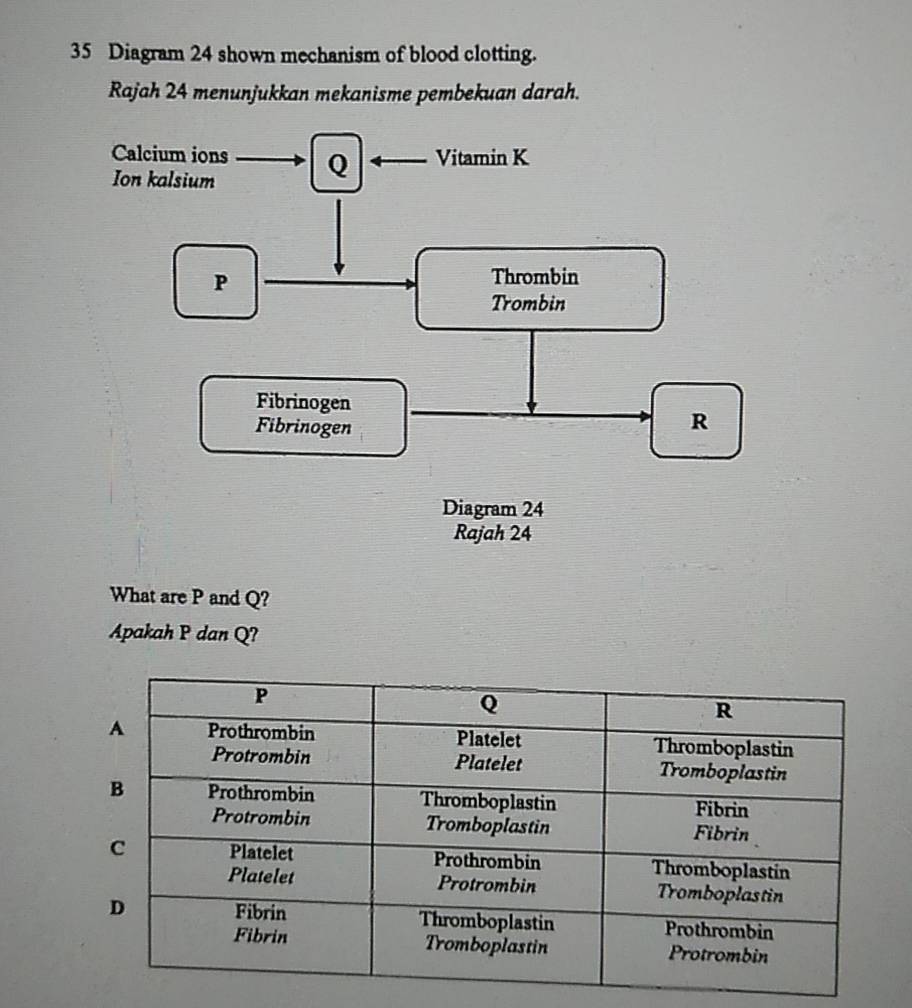 Diagram 24 shown mechanism of blood clotting. 
Rajah 24 menunjukkan mekanisme pembekuan darah. 
Calcium ions Q Vitamin K 
Ion kalsium
P
Thrombin 
Trombin 
Fibrinogen 
Fibrinogen
R
Diagram 24 
Rajah 24 
What are P and Q? 
Apakah P dan Q?