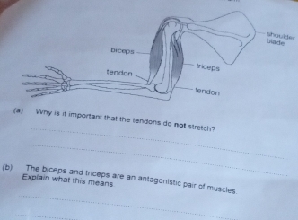 shoulder 
_ 
(a) Why is it important that the tendons do not stretch? 
_ 
(b) The biceps and triceps are an antagonistic pair of muscles. 
Explain what this means 
_ 
_