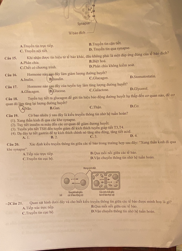 Synapse
Tế bào đích
A.Truyền tin trực tiếp. B.Truyền tin cận tiết.
C. Truyền nội tiết. D. Truyền tin qua synapse.
Câu 15. Khi nhận được tín hiệu từ tế bào khác, đâu không phải là một đáp ứng đúng của tế bảo đích?
A.Phân chia. B.Biệt hoá.
C.Chết có chương trình. D.Phân chia không kiểm soát.
Câu 16. Hormone nào sau đây làm giảm lượng đường huyết?
A.Inulin. B Insulin. C.Glucagon. D.Stomatostatin.
Câu 17. Hormone nào sau đây của tuyến tuy làm tăng lượng đường huyết?
A.Glucagon. B. Glucose. C.Galactose. D.Glycerol.
Câu 18. Tuyến tuy tiết ra glucagon để gửi tín hiệu bảo động đường huyết hạ thấp đến cơ quan nào, đế cơ
quan đó làm tăng lại lượng đường huyết? D.Cσ.
A Não. B.Gan. C.Thận.
Câu 19. Có bao nhiêu ý sau dây là kiểu truyền thông tin nhờ hệ tuần hoàn?
(1). Xung thần kinh đi qua các khe synapse.
(2). Tuy tiết insulin ra máu đến các cơ quan đề giảm đương huyết.
(3). Tuyến yên tiết TSH dến tuyến giám để kích thích tuyến giáp tiết T3,T4.
(4). Da dày tự tiết gastrin để tự kích thích chính nó tăng nhu động, tăng tiết acid.
A. 1. B. 2. C. 3. D. 4.
Câu 20.  Xác định kiểu truyền thông tỉn giữa các tế bào trong trường hợp sau đây: “Xung thần kinh đi qua
khe synapse”.
A.Tiếp xúc trực tiếp. B.Qua mối nối giữa các tế bào.
C.Truyền tin cục bộ. D.Vận chuyển thông tin nhờ hệ tuần hoàn.
~2Câu 21. Quan sát hình dưới dây và cho biết kiểu truyền thông tin giữa các tế bào được minh hoạ là gì?
A.Tiếp xúc trực tiếp. B.Qua mối nổi giữa các tế bào.
C.Truyền tin cục bộ. D.Vận chuyển thông tin nhờ hhat xi  tuần hoàn.