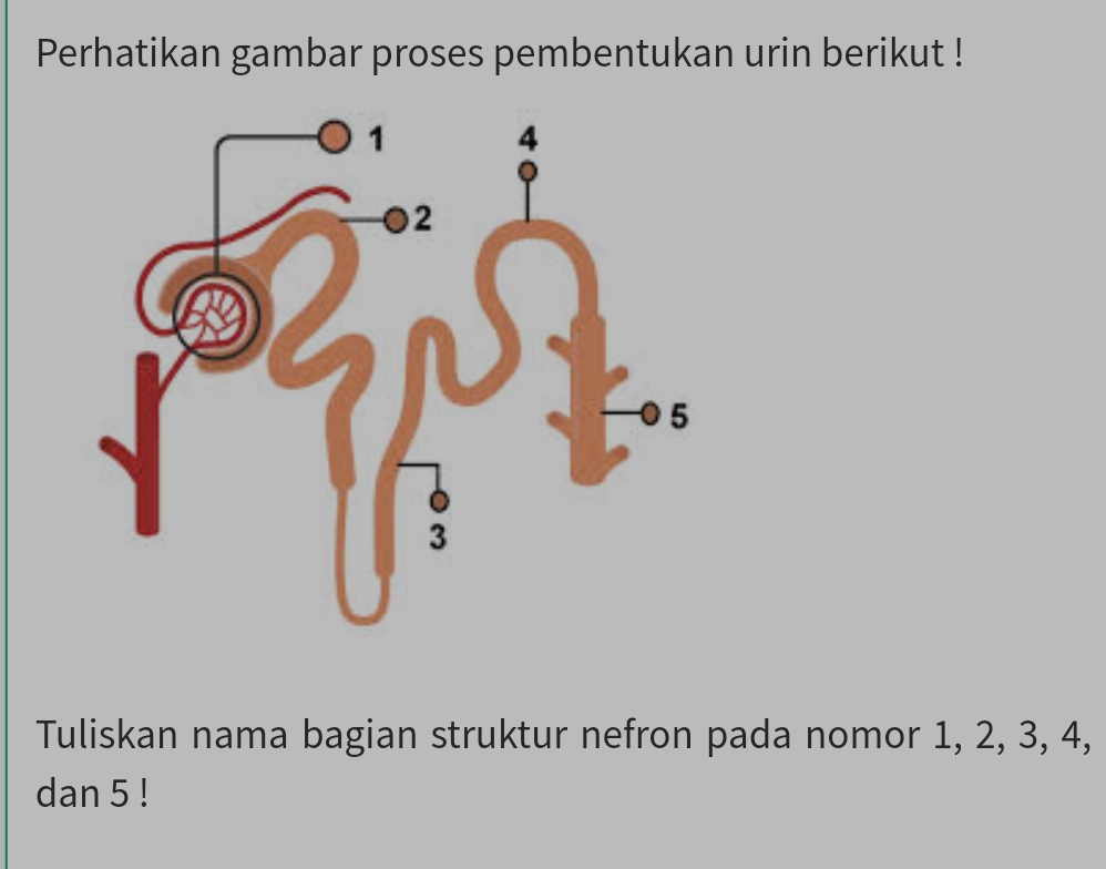 Perhatikan gambar proses pembentukan urin berikut ! 
Tuliskan nama bagian struktur nefron pada nomor 1, 2, 3, 4, 
dan 5!