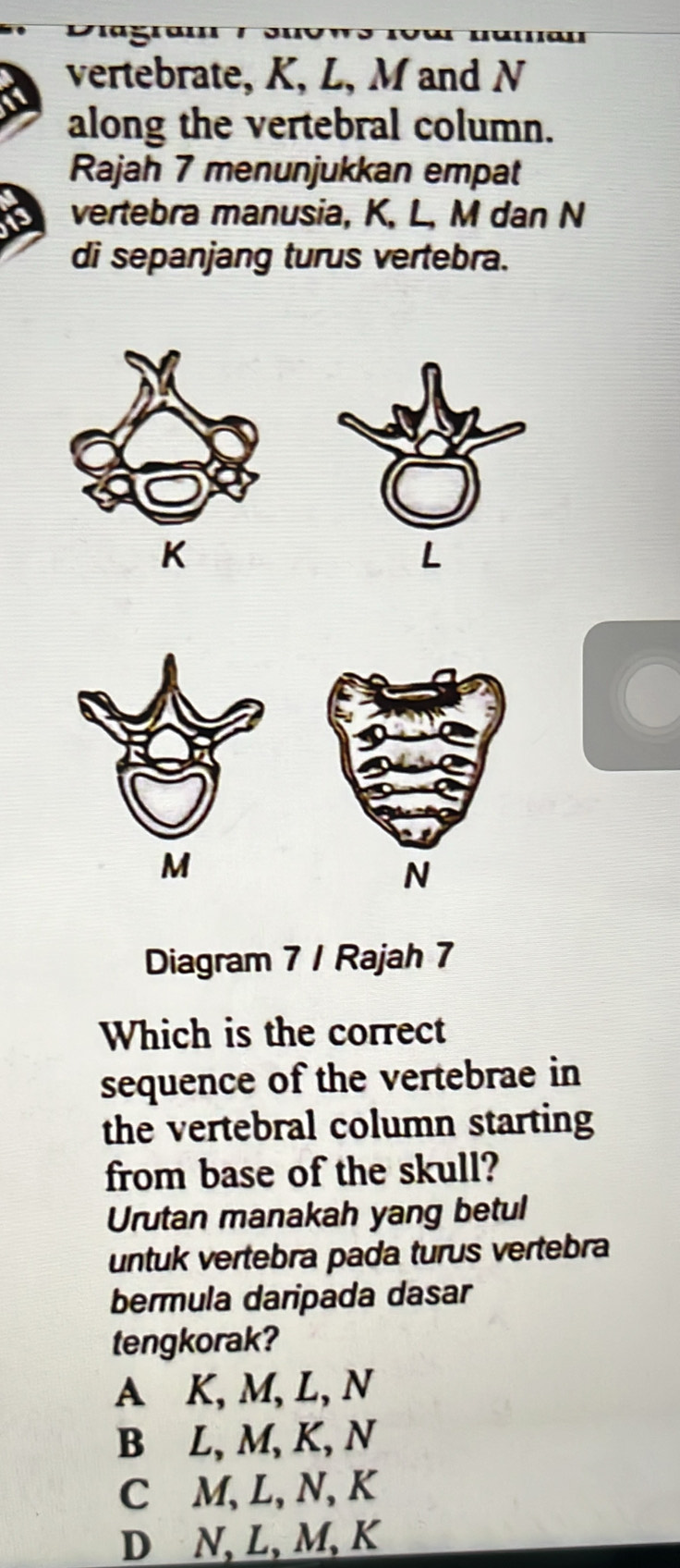 vertebrate, K, L, M and N
along the vertebral column.
Rajah 7 menunjukkan empat
vertebra manusia, K, L, M dan N
di sepanjang turus vertebra.
N
Diagram 7 / Rajah 7
Which is the correct
sequence of the vertebrae in
the vertebral column starting
from base of the skull?
Urutan manakah yang betul
untuk vertebra pada turus vertebra
bermula daripada dasar
tengkorak?
A K, M, L, N
B L, M, K, N
C M, L, N, K
D N, L, M, K