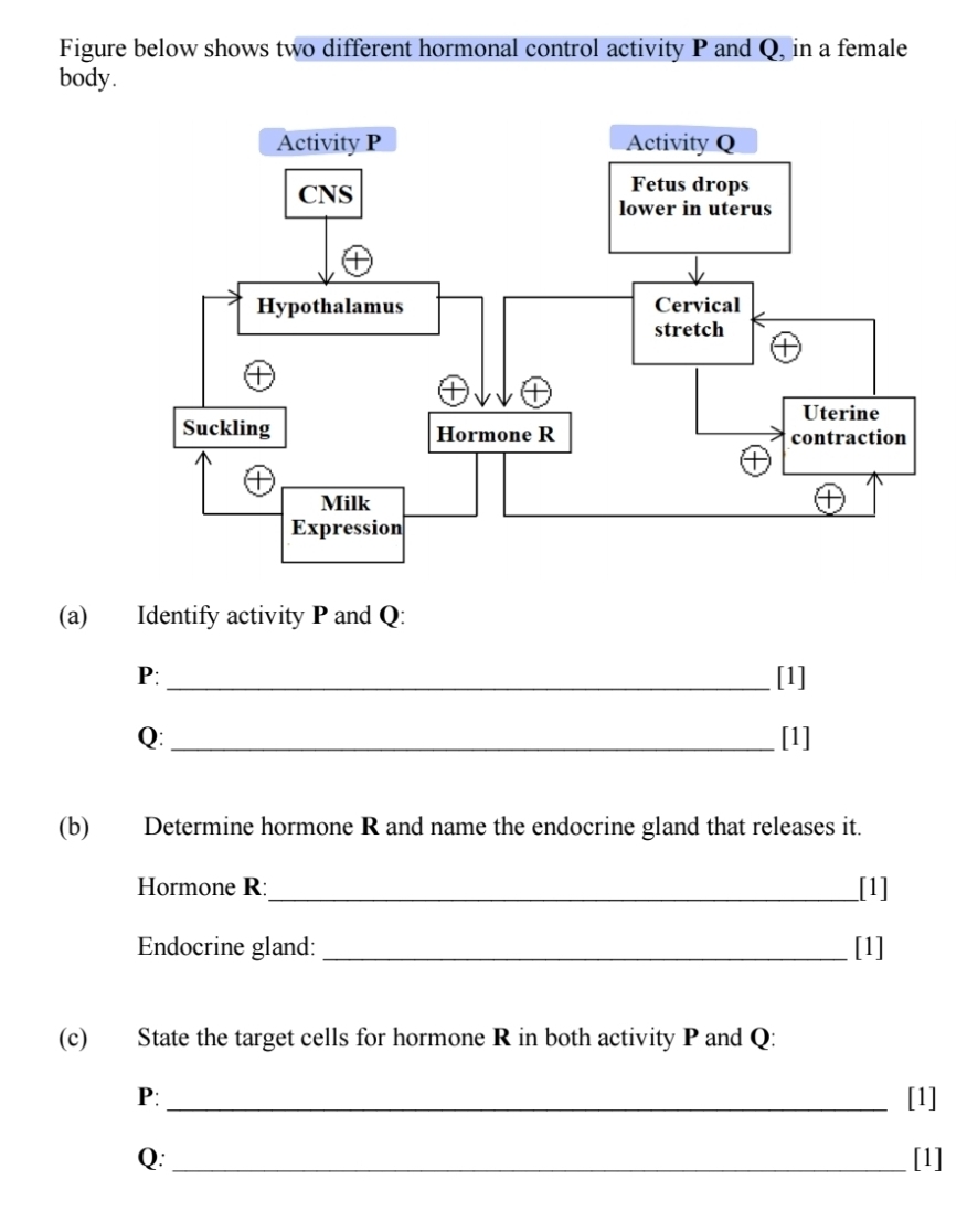 Figure below shows two different hormonal control activity P and Q, in a female 
body. 
(a) Identify activity P and Q: 
P: _[1] 
Q:_ [1] 
(b) Determine hormone R and name the endocrine gland that releases it. 
Hormone R :_ [1] 
Endocrine gland: _[1] 
(c) State the target cells for hormone R in both activity P and Q :
P : _[1] 
Q: _[1]