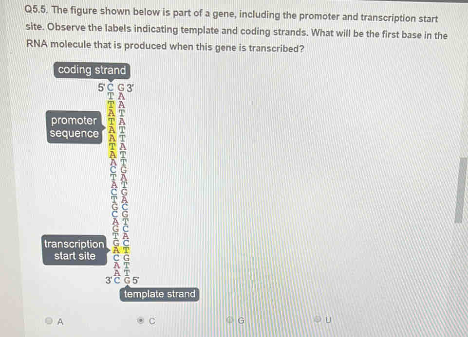 The figure shown below is part of a gene, including the promoter and transcription start 
site. Observe the labels indicating template and coding strands. What will be the first base in the 
RNA molecule that is produced when this gene is transcribed? 
coding strand 
5' G 3'
A 
A 
À T 
promoter A 
sequence - 
transcription 
start site
3'C G 5
template strand 
A 
C 
G 
U