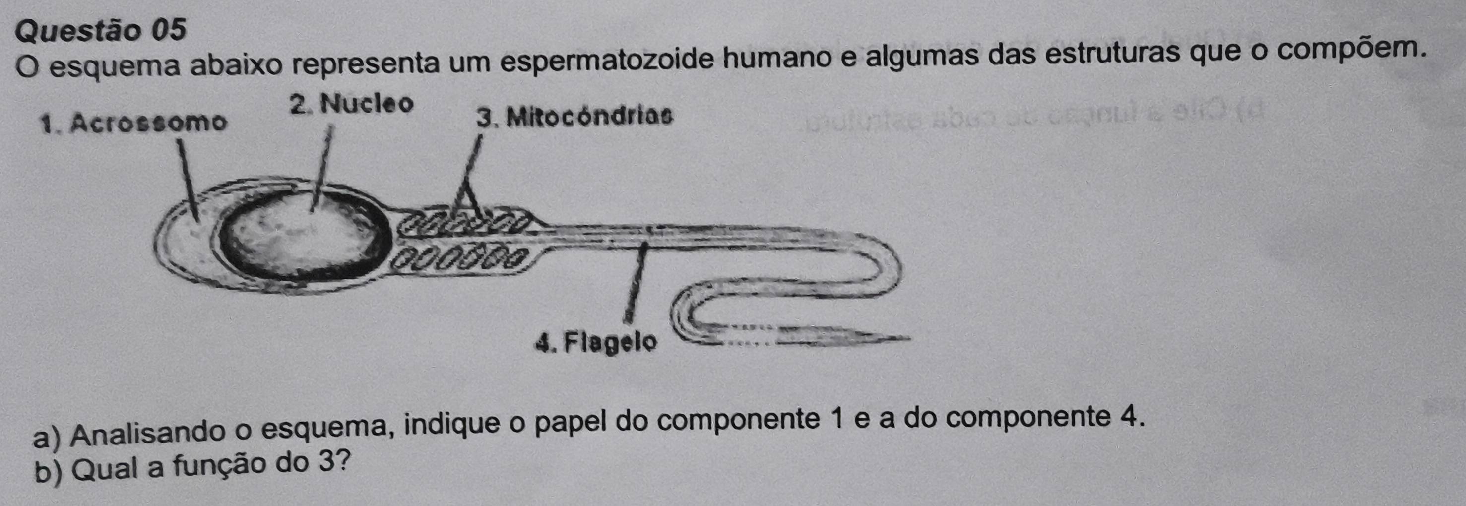 esquema abaixo representa um espermatozoide humano e algumas das estruturas que o compõem. 
a) Analisando o esquema, indique o papel do componente 1 e a do componente 4. 
b) Qual a função do 3?