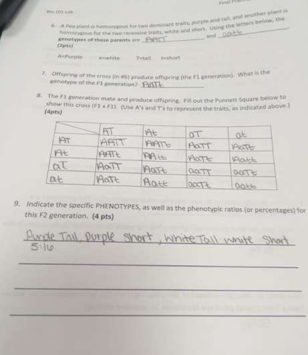 203 Lab 
6. A Pes plant is homozvious for two dominant traits, purple and tall, and another plant is 
nomorygous for the two recessive traits, white and short. Using the letters below, the 
+ 
_ 
and 
genotypes of these parents === 
(2pts)
A= Purple a=white Tetall f=short 
7. Offspring of the cross (in #6) produce offspring (the F1 generation). What is the 
genotype of the F1 generation?_ 
8. The F3 generation mate and produce offspring. Fill out the Punnett Square below to 
show this cross (F1* F1)
(4pts) (Use A's and T's to represent the traits, as indicated above.) 
9. Indicate the specific PHENOTYPES, as well as the phenotypic ratios (or percentages) for 
this F2 generation. (4 pts) 
_ 

_ 
_ 
_