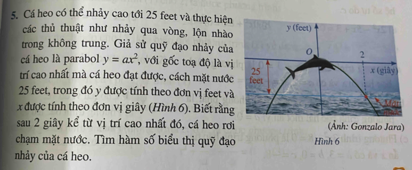 Cá heo có thể nhảy cao tới 25 feet và thực hiện 
các thủ thuật như nhảy qua vòng, lộn nhào 
trong không trung. Giả sử quỹ đạo nhảy của 
cá heo là parabol y=ax^2 , với gốc toạ độ là vị 
trí cao nhất mà cá heo đạt được, cách mặt nước
25 feet, trong đó y được tính theo đơn vị feet và
x được tính theo đơn vị giây (Hình 6). Biết rằng 
sau 2 giây kể từ vị trí cao nhất đó, cá heo rơi (Ảnh: Gonzalo Jara) 
chạm mặt nước. Tìm hàm số biểu thị quỹ đạo Hình 6
nhảy của cá heo.