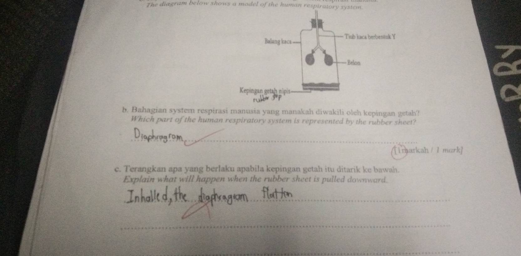 The diagram below shows a model of the human respirato 
b. Bahagian system respirasi manusia yang manakah diwakili oleh kepingan getah? 
Which part of the human respiratory system is represented by the rubber sheet? 
_ 
[imarkah / 1 mark] 
c. Terangkan apa yang berlaku apabila kepingan getah itu ditarik ke bawah. 
Explain what will happen when the rubber sheet is pulled downward. 
_ 
_ 
_