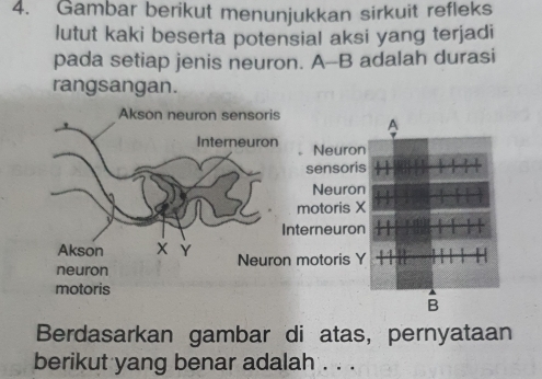 Gambar berikut menunjukkan sirkuit refleks 
lutut kaki beserta potensial aksi yang terjadi 
pada setiap jenis neuron. A--B adalah durasi 
rangsangan. 
Berdasarkan gambar di atas, pernyataan 
berikut yang benar adalah . . .