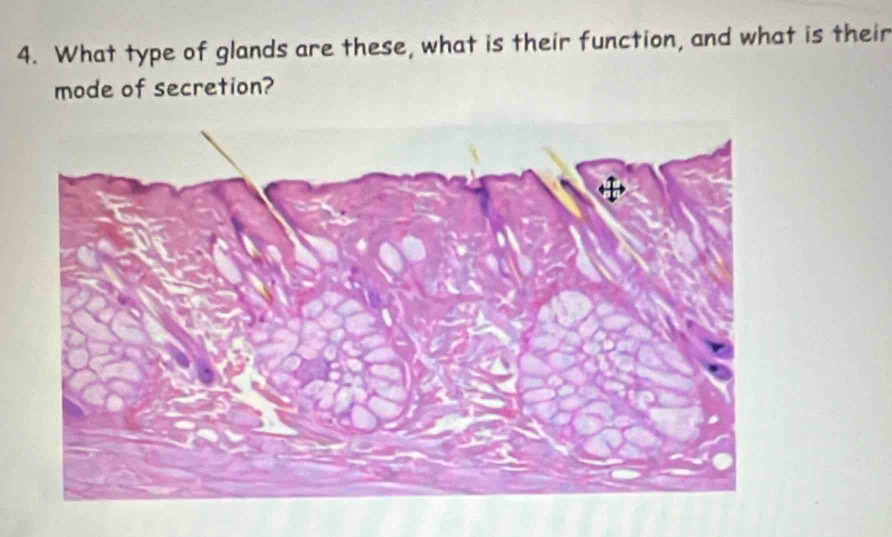 What type of glands are these, what is their function, and what is their 
mode of secretion?