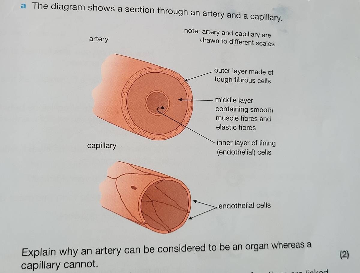 a The diagram shows a section through an artery and a capillary. 
Explain why an artery can be considered to be an organ whereas a 
(2) 
capillary cannot.